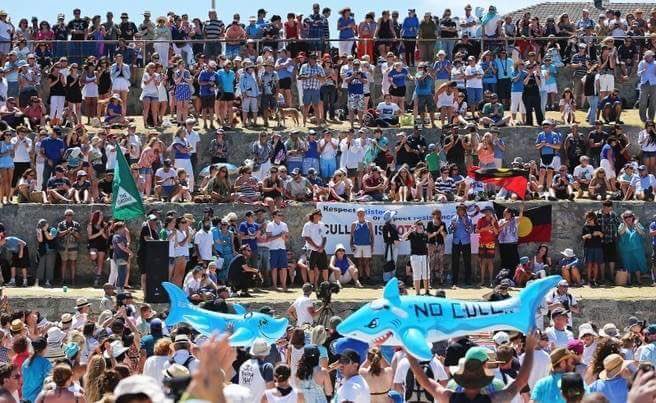 NoWASharkCull's tweet photo. Four years ago we rallied together across Australia and then internationally to stand up against the Western Australia’s misguided shark cull policy. We fought them on the beaches .... everywhere ... and eventually we won! People power at its best! https://t.co/fj9jol1w7a