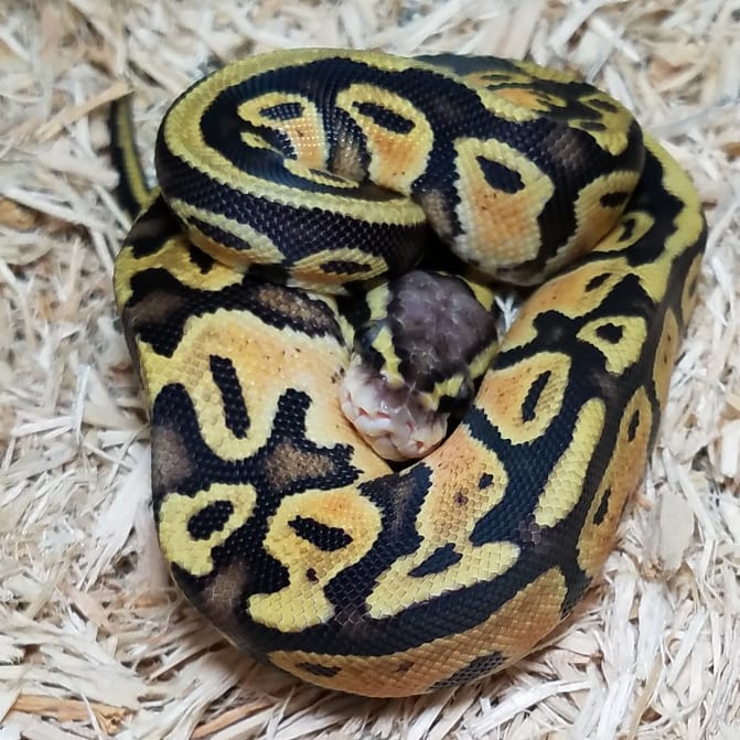 BolinB77's tweet photo. Such a beautiful lil pastel vanilla. Shes Is available!! Just in case your wondering!! Sm for pricing an any exta info you my want.. #snake #ballpython #ballpythons #pets #pet #PETS #PETPICS #snakesofinstagram #SNAKES #ballpythonmorphs #PICOFDAY #snakepics #REPTILE https://t.co/KhDPVxjH7y