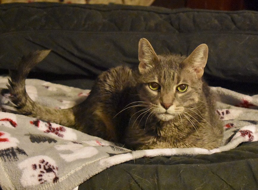 mushpuppies tweet media