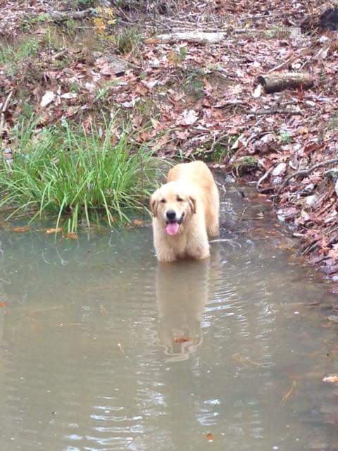 GoldensofHouTX's tweet photo. Vince is a big boy that loves to run &amp; play! He loves kids &amp; gets along great with cats, chickens, &amp; other dogs. If you're interested in adopting Vince into your family, fill out an application in https://t.co/Ct0ATt1Riz! #AdoptDontShop #RescueDog https://t.co/UlpS7VGoPr