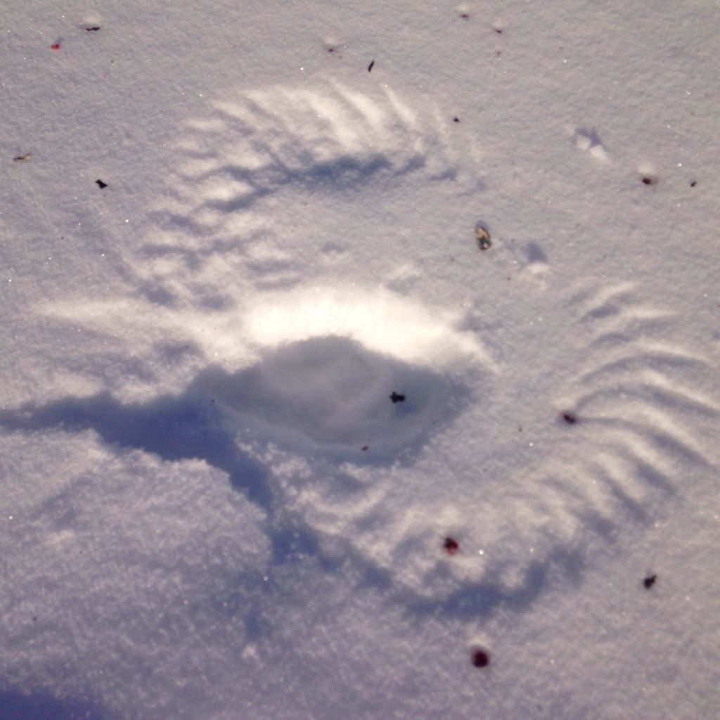 HappyPlaceGang's tweet photo. SITZMARK -No, it's not the name of a new #badguy in the latest episode of #StarWars... a #sitzmark is a depression left in the #snow. This one likely left by a #BlueJay whose #wings hit the #snow as they took off. Cool! #birds #dyk #natureart #nature #thatwillleaveasitzmark
-BDG https://t.co/0bG9Bpla3l