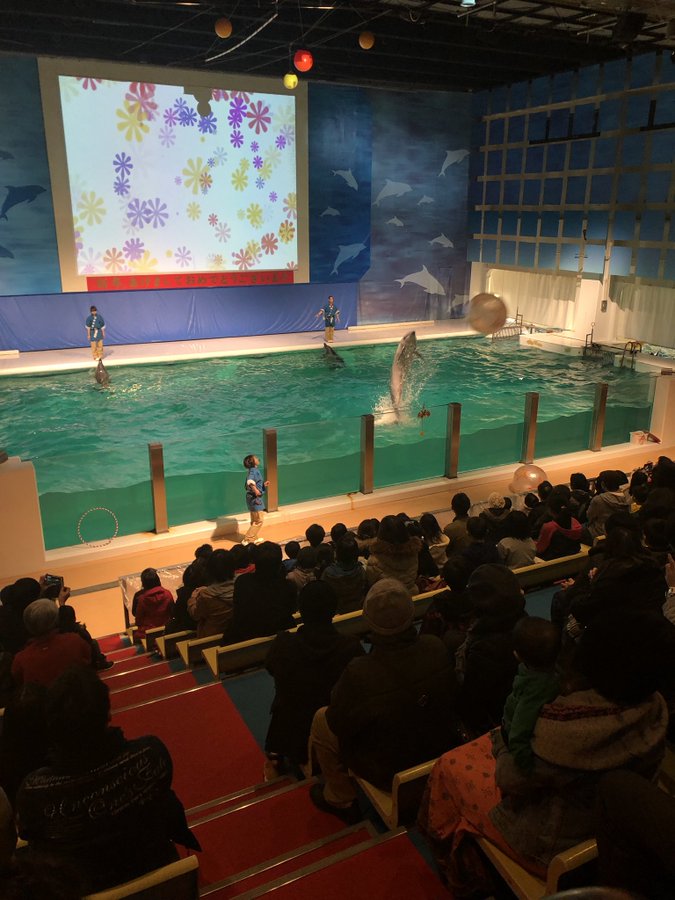 浅虫水族館でイルカショーを見よう 時間や料金 アクセスを調査 Travel Star