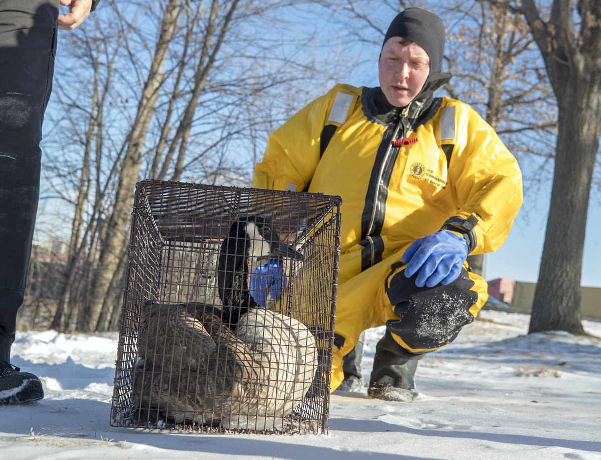 pictureboston's tweet photo. Take a gander at this :-). @SomervilleCity firefighters rescue goose that was stuck, frozen to the Mystic River, today. See my @BostonHerald photos, and @crimeboston's story. @Somvilefdhcky https://t.co/cjYdlUMbNj