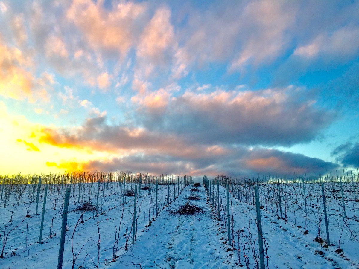 goodhoneyguy's tweet photo. Evening sky over #johnstonvineyards. Bundles of pruned canes from Cab Foch in the foreground. @HeartDocSharon @brightlighter1 #nswines @WinesofNS https://t.co/bSr2DGjO88