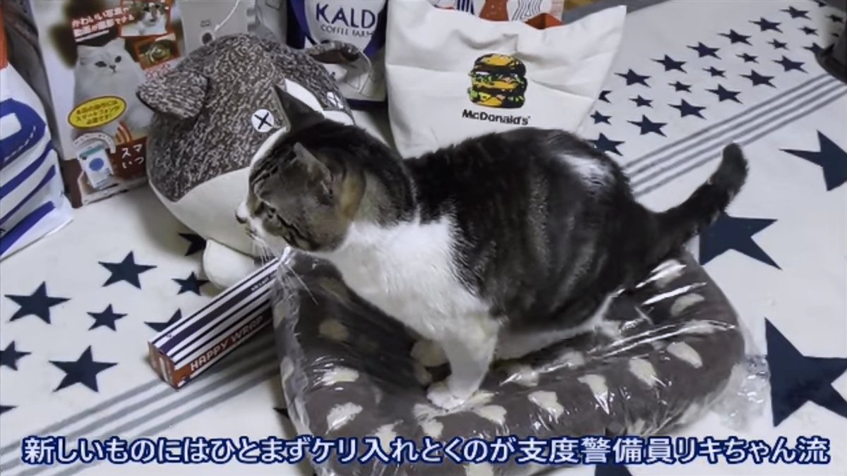 ねこのリキちゃん イオンペット犬用福袋18を開封 福袋18 福袋 イオンペット 犬用福袋 T Co Lzowtz0lvu ねこのリキちゃん イオンペット犬用福袋18を開封 福袋18 福袋 イオンペット 犬用福袋 T Co Lzowtz0lvu
