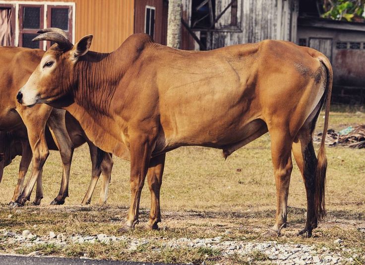 55 Koleksi Gambar Binatang Sapi Dan Kambing HD Terbaik