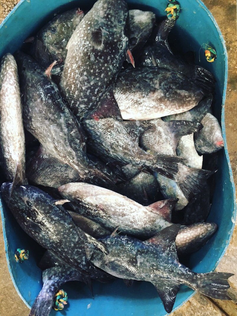 slowfoodbb's tweet photo. Have you ever tried the Ocean Triggerfish, better known as 'turpit' in #Barbados? It's important that we diversify our menus to include more sustainable fish 🐟 #slowfish #slowfood #slowfoodbb #supportlocal https://t.co/HF4Mf9Anzh