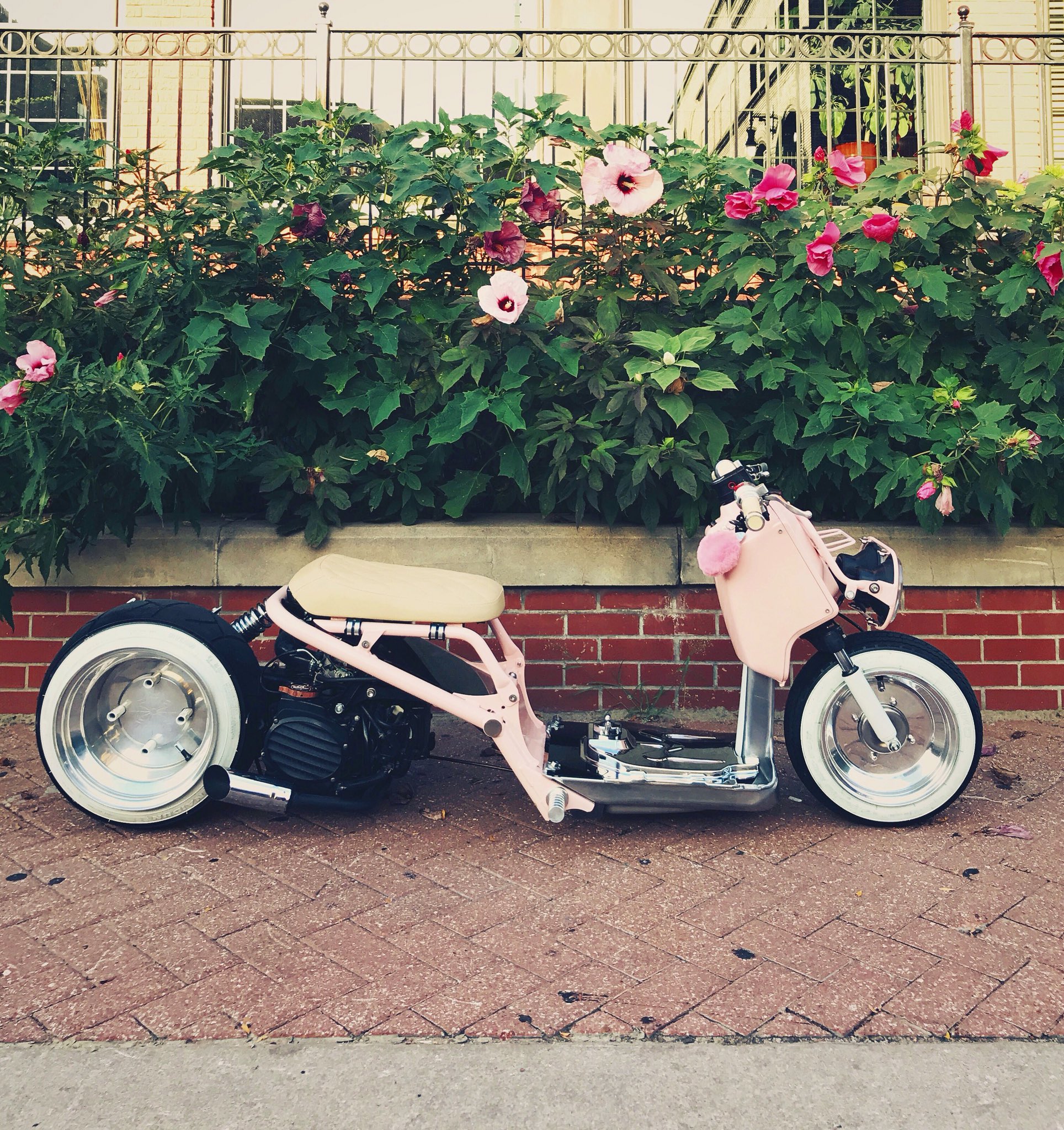 Alex Poole on X Cherry blossoms wanted. honda ruckus zoomer scooter custom rucklyfe loweredlifestyle theruckshop steadygarage ruckgirls https t WAwmF0puqi X