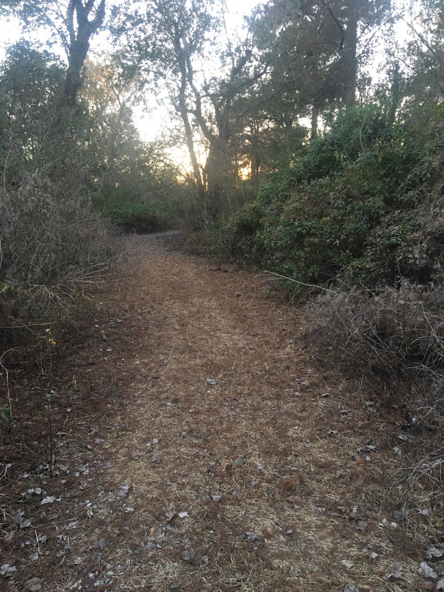 4alloutdoors's tweet photo. Find your #trail @WoodlandsNOLA #winterhikinginthesouth #wideopenviews #wildhogs https://t.co/fwLATP9vQX