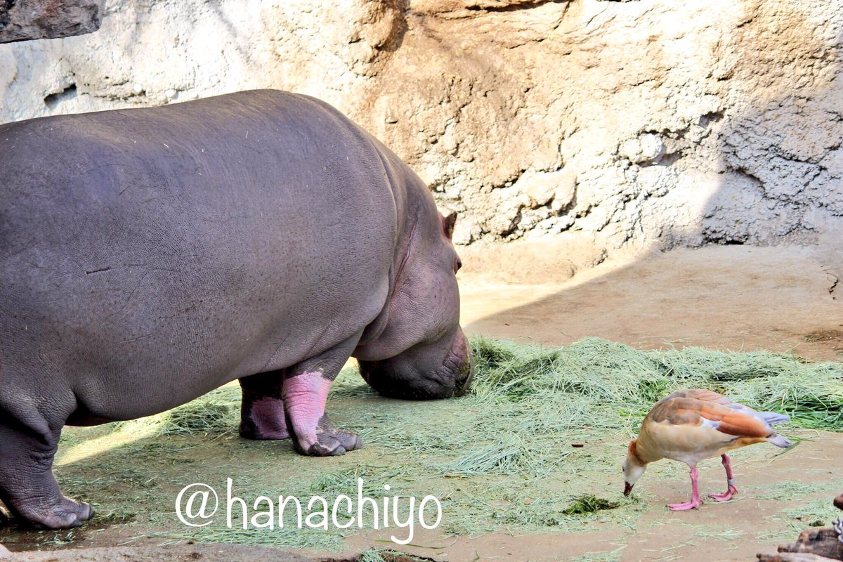 はなちよ Twitterissa 14時過ぎのゲンちゃんと鳥さん 15時半のゲンちゃんと鳥さん 写真には写ってないけど 隣にはちゃんと鳥さん居てます 1 2 撮影 天王寺動物園 カバ ゲンちゃん はなちよ Twitterissa 14時過ぎのゲンちゃんと鳥さん 15時半のゲンちゃんと鳥さん 写真には写ってないけど 隣にはちゃんと鳥さん居てます 1 2 撮影 天王寺動物園 カバ ゲンちゃん