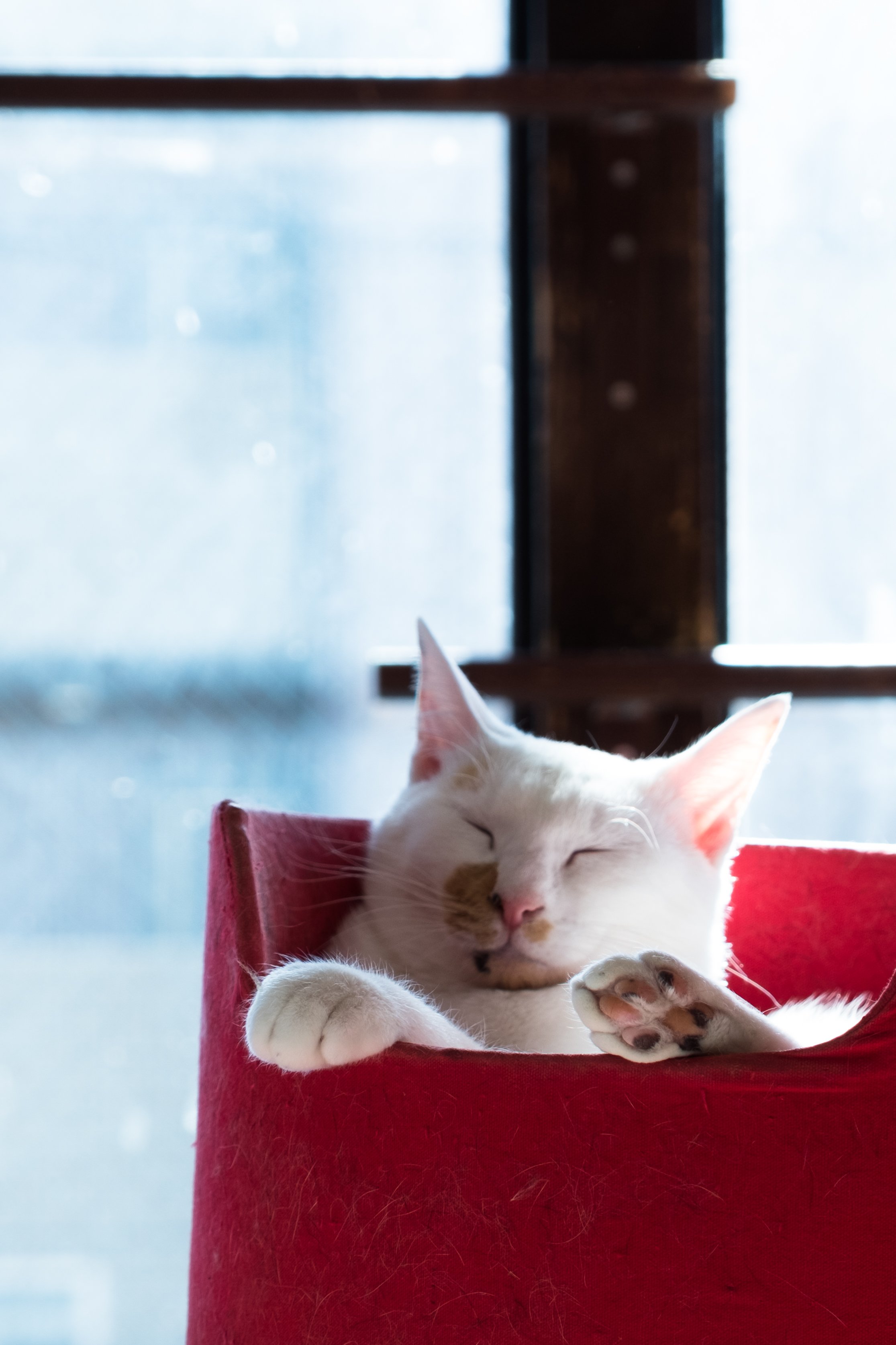 牛乳 Desu Cats Twitter