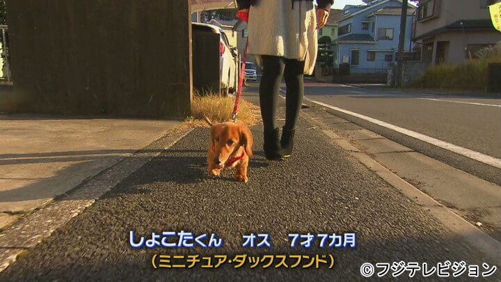 フジテレビコンテンツストア בטוויטר しょこたくん オス 7才7ヵ月 ミニチュア ダックスフンド めざましテレビ きょうのわんこ T Co Icnfx5nybm めざましテレビ Cx Mezamashi