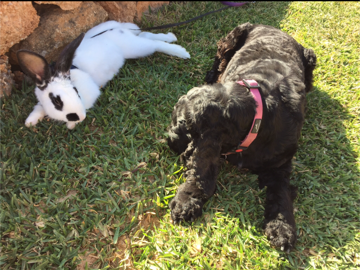 MarkRoweABC's tweet image. Being a dog owner is an enriching experience and I am the proud owner, or maybe I should say ‘parent’, of two amazing dogs - read here to find out more about my passion for dog adoption.