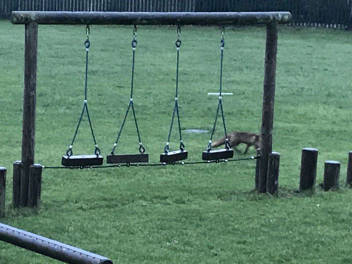 HighCragsPLA's tweet photo. Good morning. We had an exciting visitor to school this morning. It was not scared at all and explored the field before disappearing up Pratt Lane. https://t.co/4j27ppkRCA