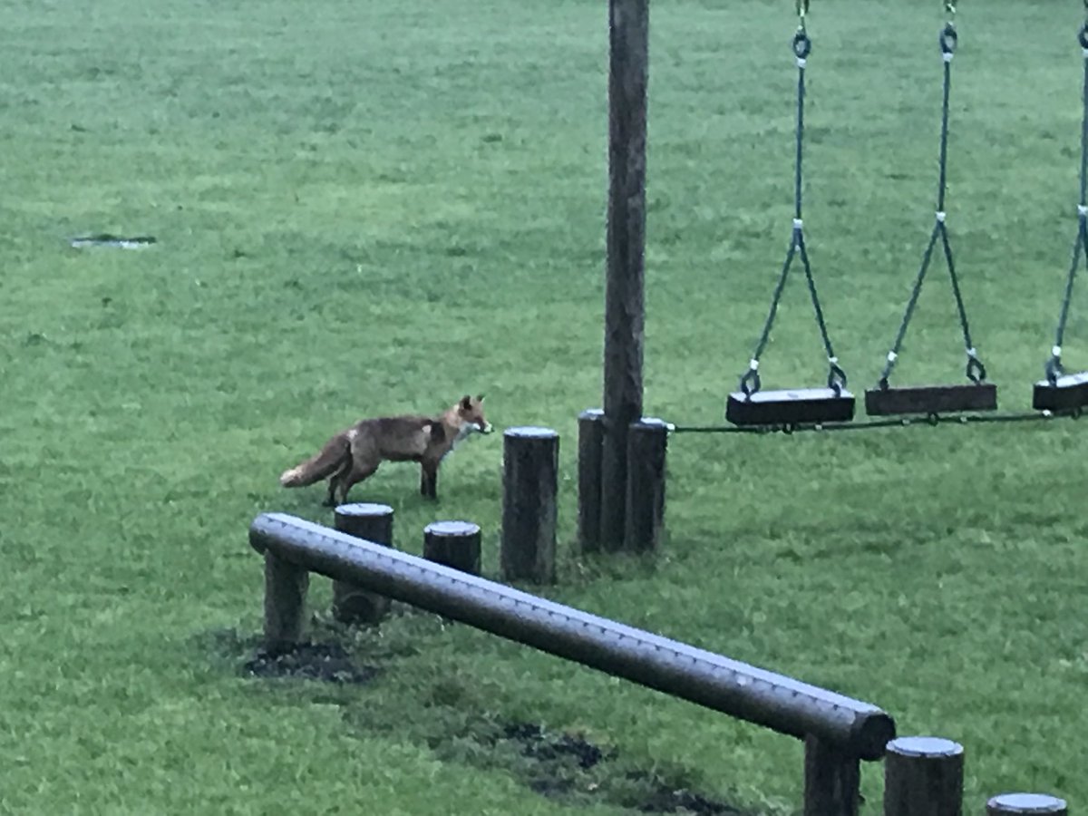 HighCragsPLA's tweet photo. Good morning. We had an exciting visitor to school this morning. It was not scared at all and explored the field before disappearing up Pratt Lane. https://t.co/4j27ppkRCA