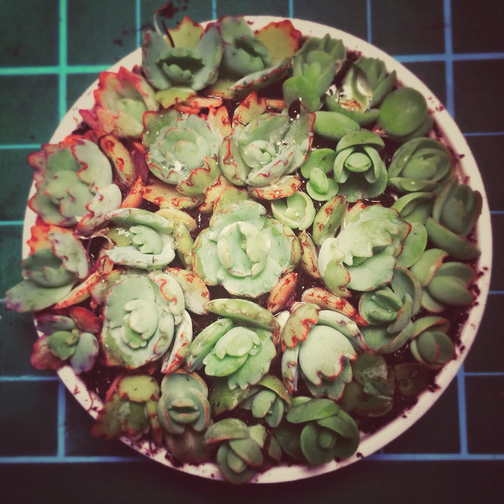 Vilma Huang No Twitter 多肉 植物 蕾絲姑娘 塞好塞滿 容器是保養品的蓋子 景天科 落地生根 冬 台灣 Succulent Bryophyllum Motherofthousands Motherofmillions Devilsbackbone Winter18 Taiwan たにく