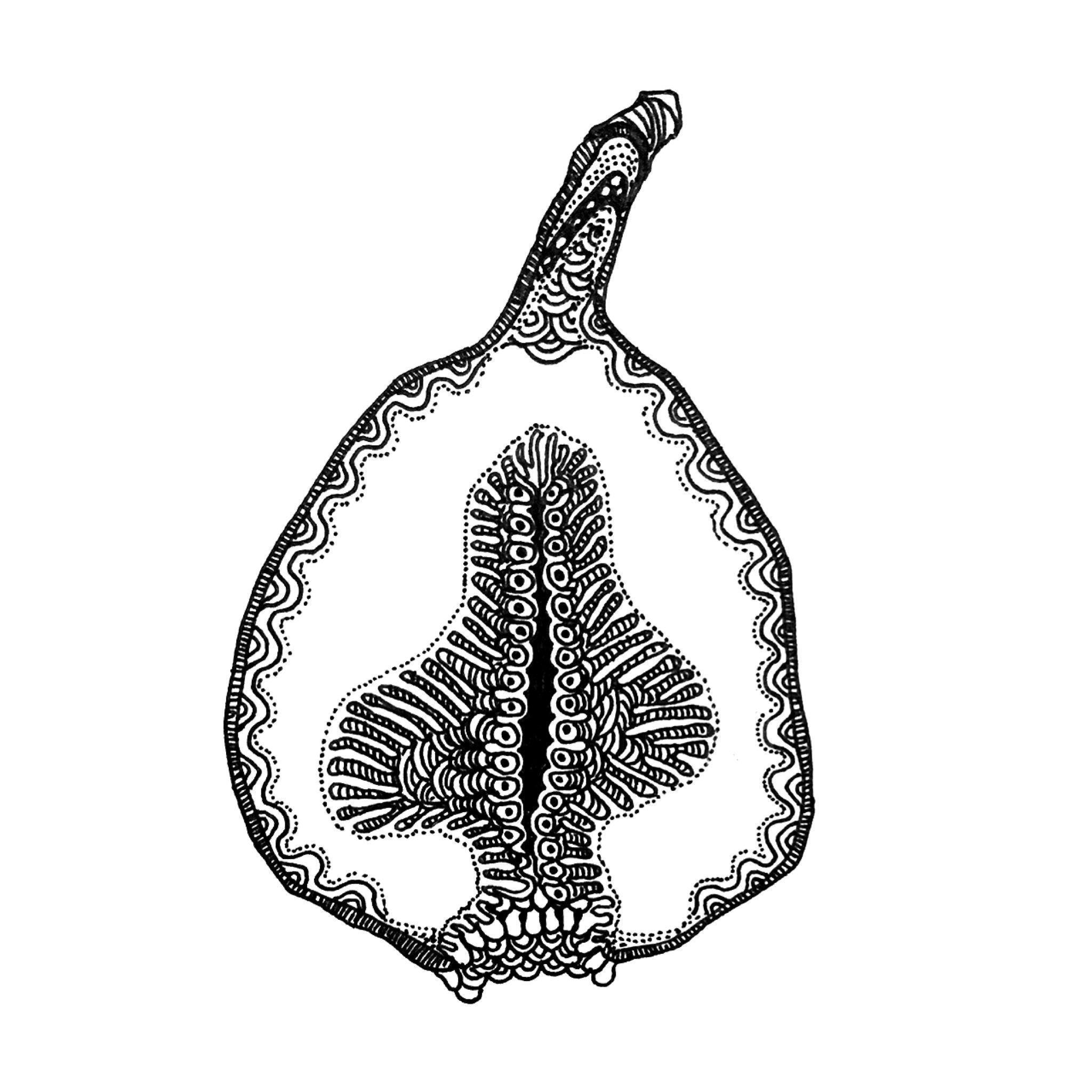 Twitter पर Saki ボールペン画アーティスト 断面図シリーズ 無花果 Https T Co Hiubc2bhjw 断面図 イラスト イチジク ペン画 果物 Pen Art Illustration Figs