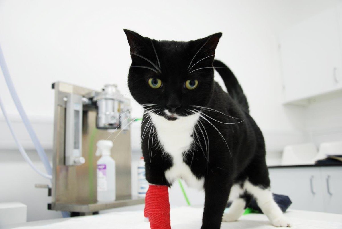 🚨🐱 URGENT #CATBLOODDONOR NEEDED THIS MORNING for a poorly patient - Blood type A (we can test, if unsure), fully vaccinated, under 8yrs &amp; in good health. #Godalming #Surrey 

Please call us on 01483 423761 if you &amp; your cat can help. Thank you