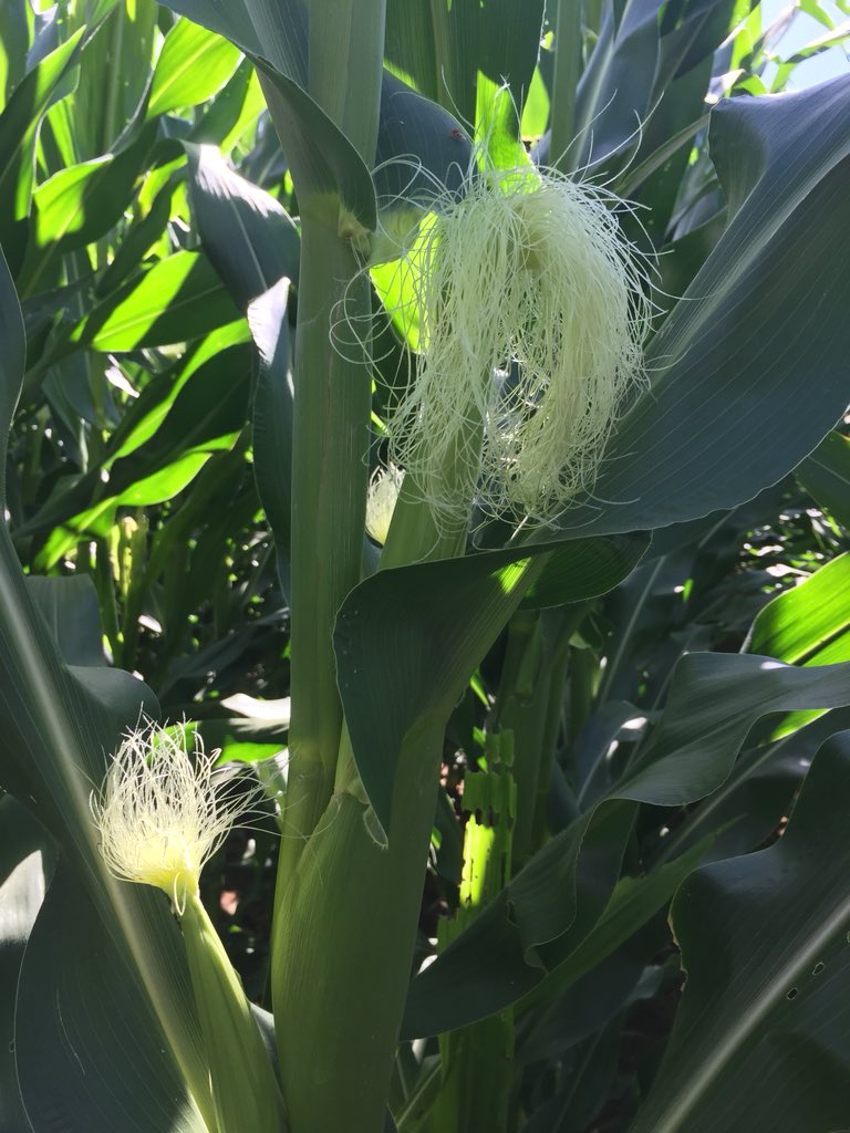 RPAgronomy's tweet photo. The silage ๐ little brother punching above its weight at #AFMH
#PAC606IT is a top performer IT tolerant corn for silage
@PacificSeeds
#growwithpacs ๐ฝ๐ https://t.co/d7Ev2zKiuQ
