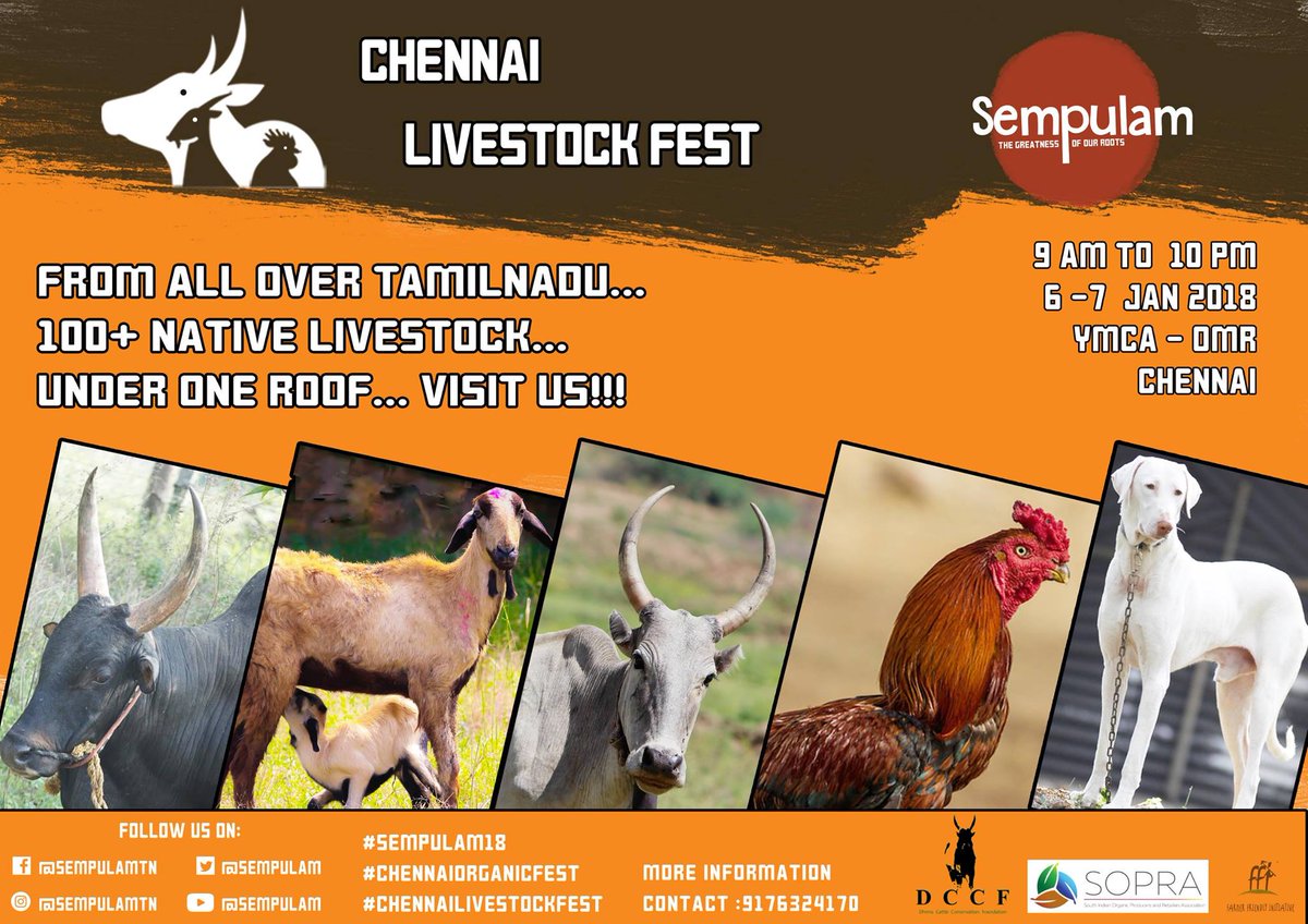 sempulam's tweet photo. From all over Tamilnadu...
100+ Native livestock...
Under one roof... Visit us!!!

YMCA, OMR on Jan 6th and 7th, 2018.
#Sempulam18 #ChennaiLivestockFest #ChennaiOrganicFest
https://t.co/ViwoYk7x0j https://t.co/rJ6jQNjSOZ