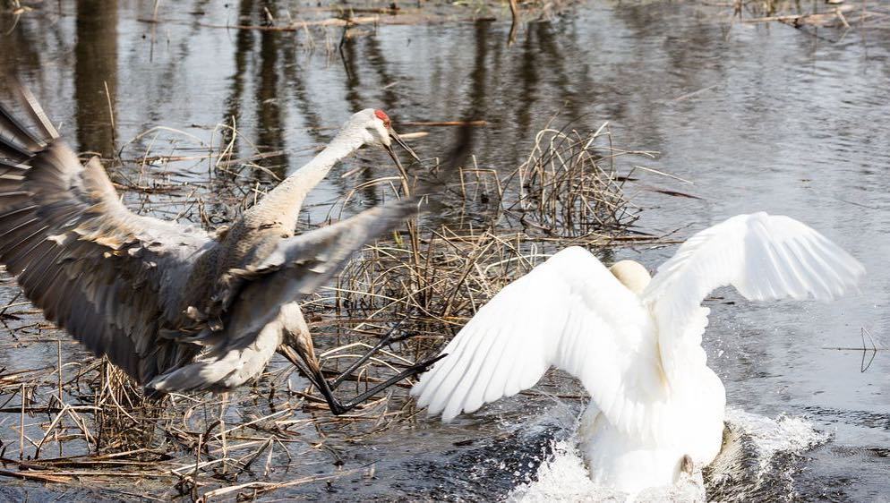 danliebke's tweet image. Earlier today, the Swann-Crane cap presentation became needlessly aggressive ift.tt/2lS8kUa