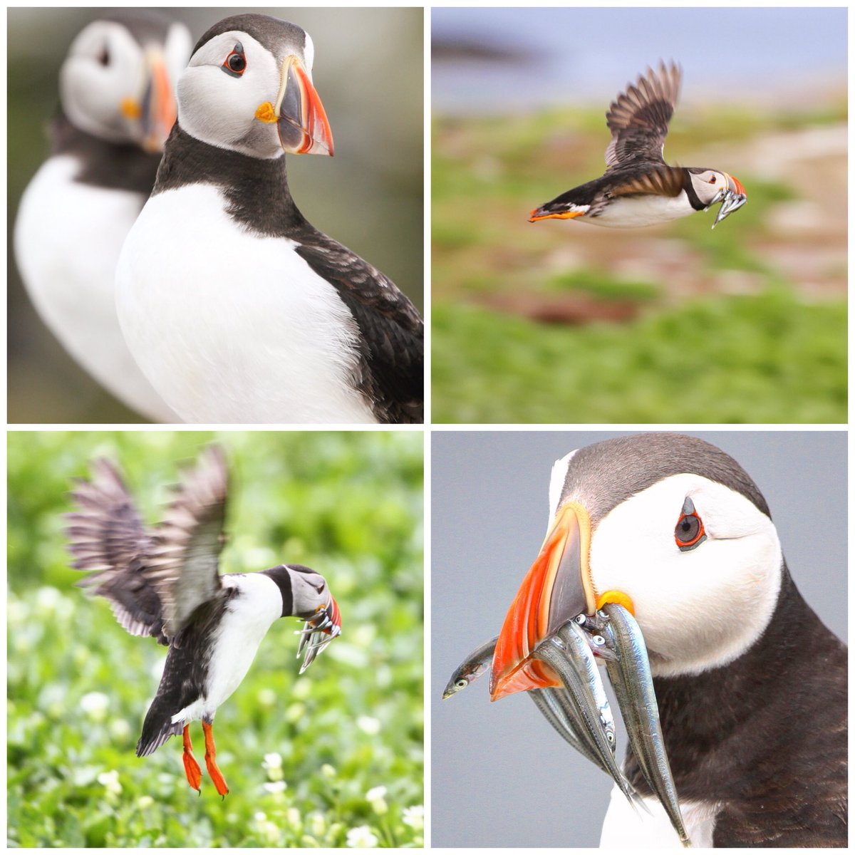 DamonSmoke76's tweet photo. One of my highlights of 2017.... it had been on my list for a while and finally managed to tick it off..... #Puffins #FarneIslands @NTFarneIslands #NationalTrust #Highlightof2017 https://t.co/Xn7dmB36cE