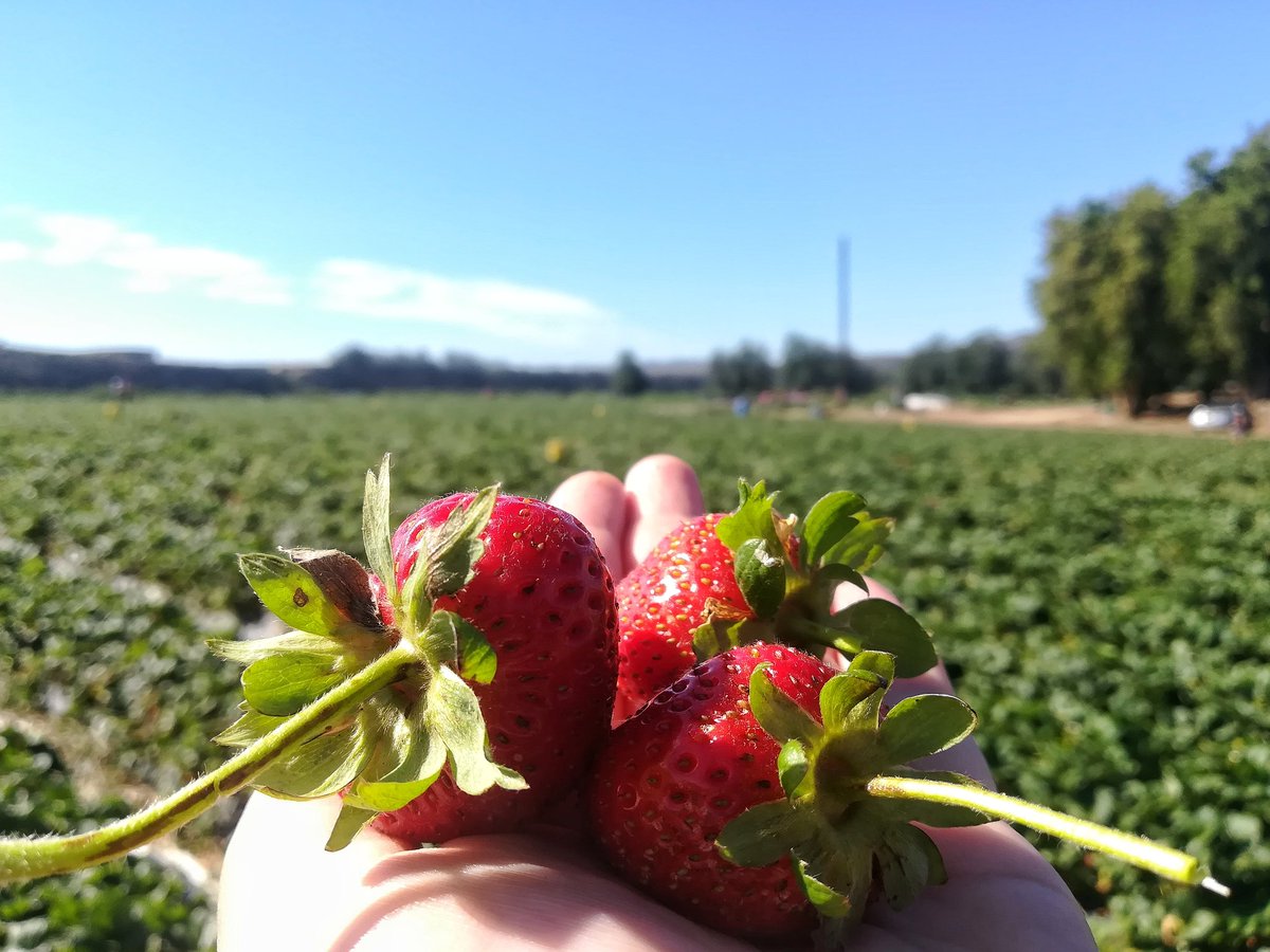 GoSomewhereSlow's tweet photo. Did someone say strawberries? 
Mooihoek in Hankey opened their fruity gates to the public. Pick your own and fill a whole tray(R30) with big, red, sweet, juicy, delicious fruit.
Last day is tomorrow. Go early. Pack a hat. The sun is POTENT. https://t.co/zzfpDUAfdI