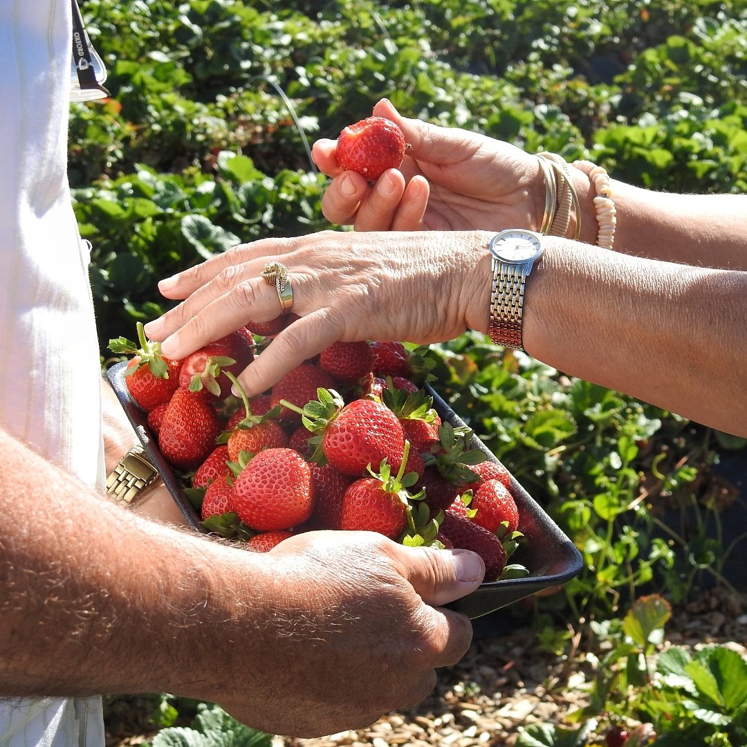 GoSomewhereSlow's tweet photo. Did someone say strawberries? 
Mooihoek in Hankey opened their fruity gates to the public. Pick your own and fill a whole tray(R30) with big, red, sweet, juicy, delicious fruit.
Last day is tomorrow. Go early. Pack a hat. The sun is POTENT. https://t.co/zzfpDUAfdI