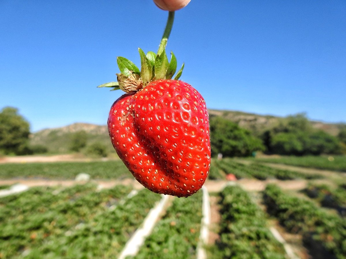 GoSomewhereSlow's tweet photo. Did someone say strawberries? 
Mooihoek in Hankey opened their fruity gates to the public. Pick your own and fill a whole tray(R30) with big, red, sweet, juicy, delicious fruit.
Last day is tomorrow. Go early. Pack a hat. The sun is POTENT. https://t.co/zzfpDUAfdI