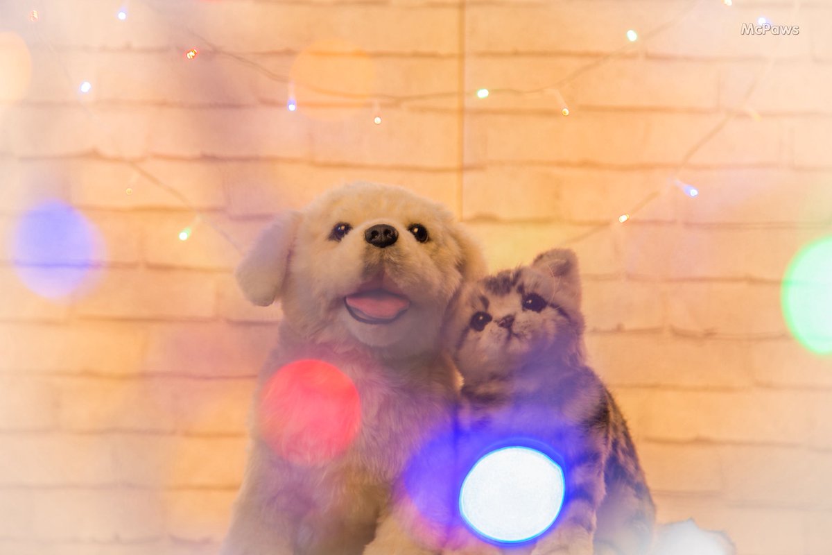 EllenPaws's tweet photo. McPaws plush toy#McPaws#dog #cutedogs #plushtoys #clonepets https://t.co/YUmJjKW68M