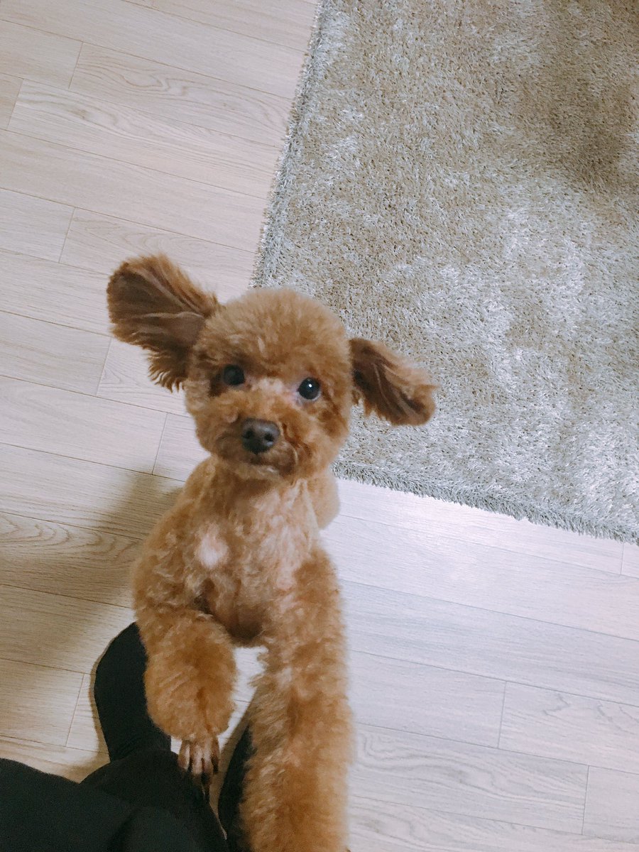 unknown10150505's tweet photo. 아악!!!! 우리 댕댕이 미용했는데 너모 귀엽잖아 ㅠㅠㅠㅠㅠㅠㅠㅠㅠㅠㅠㅠㅠㅠㅠㅠㅠㅠㅠ미쳤어 ㅠㅠㅠㅠ 미용사 선생님 금손이십니까 ㅠㅠㅠㅠㅠㅜㅜㅜㅜ https://t.co/VayIMdzteD