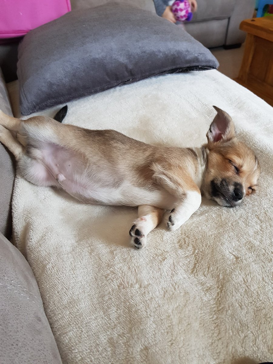 Miss_C_B's tweet photo. @ITVLorraine Here's our puppy 11 week old Stanley. He does wees on the training pad beautifully,but leaving brown stinky presents all over the carpet... help! https://t.co/KiWkmQIr5h