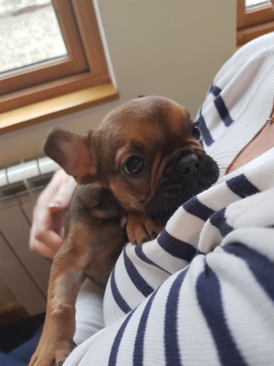 SeaHarvestScot's tweet photo. Bears first visit to the @SeaHarvestScot office! We think he should come in everyday 🙈🐻 #OfficeDog #WeAllWantOne https://t.co/uWu0nAiipp