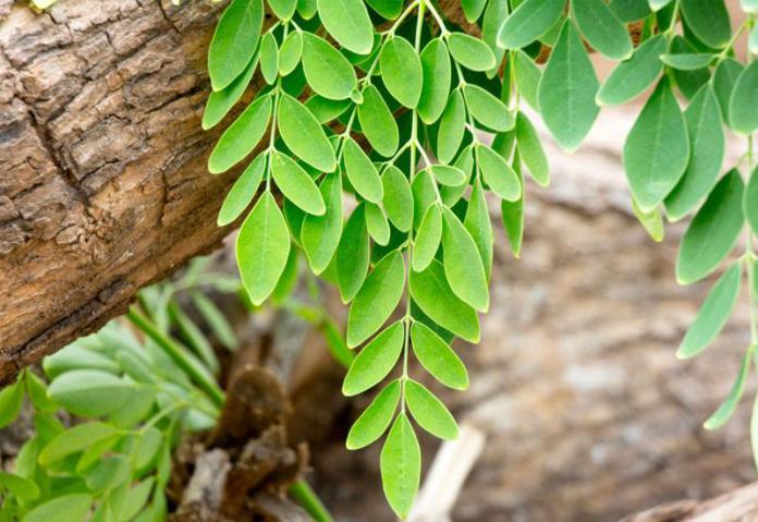 242Infos's tweet photo. Journée scientifiques : L’intérêt de promouvoir les plantes médicinalesn #congo
https://t.co/yuNI1txqDh https://t.co/XqystFlEGO