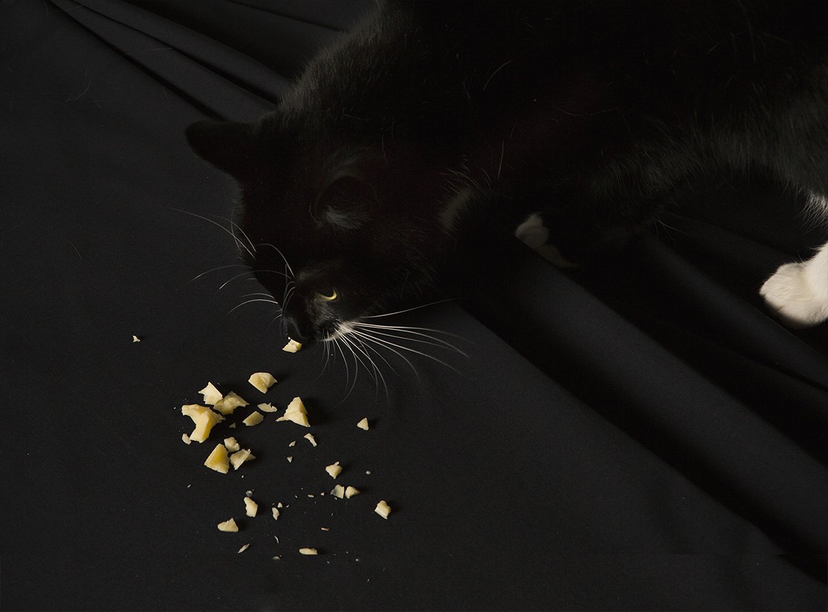 catalystactive's tweet image. In the laboratory, the mice wearing our iconic Elan ™ fabric practiced 70% more. catalyst-activewear.com/explore/fabric… #NationalTriviaDay