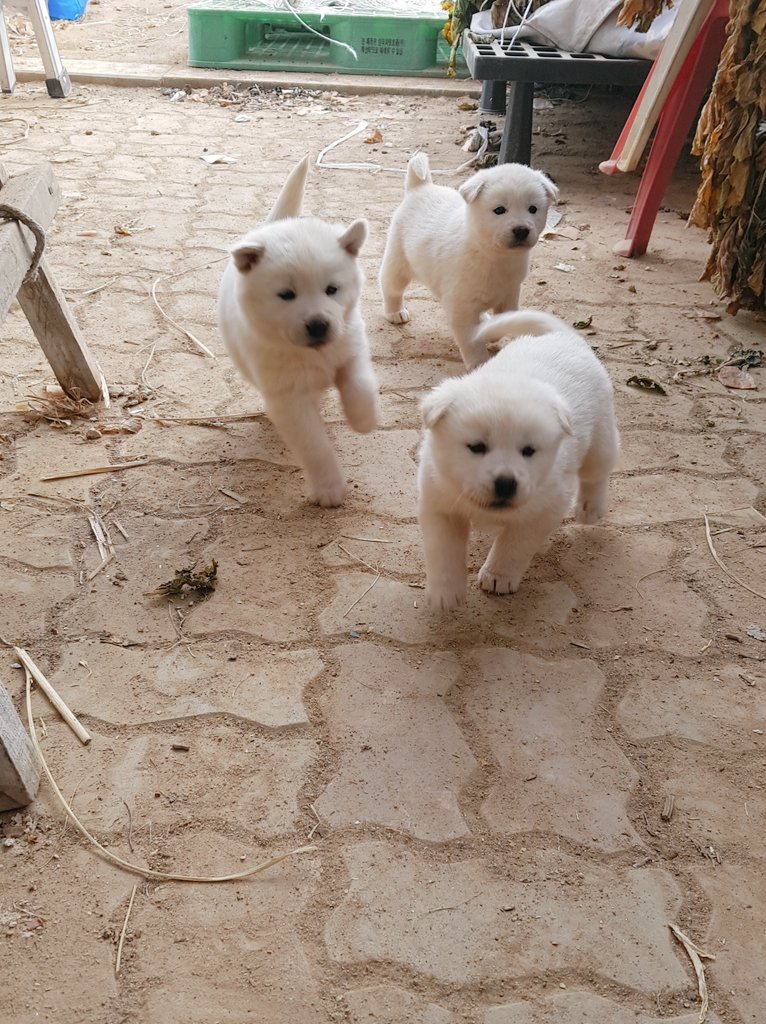 monday_milo's tweet photo. 겸지님집 힝구들 https://t.co/Hdqo61vlb7