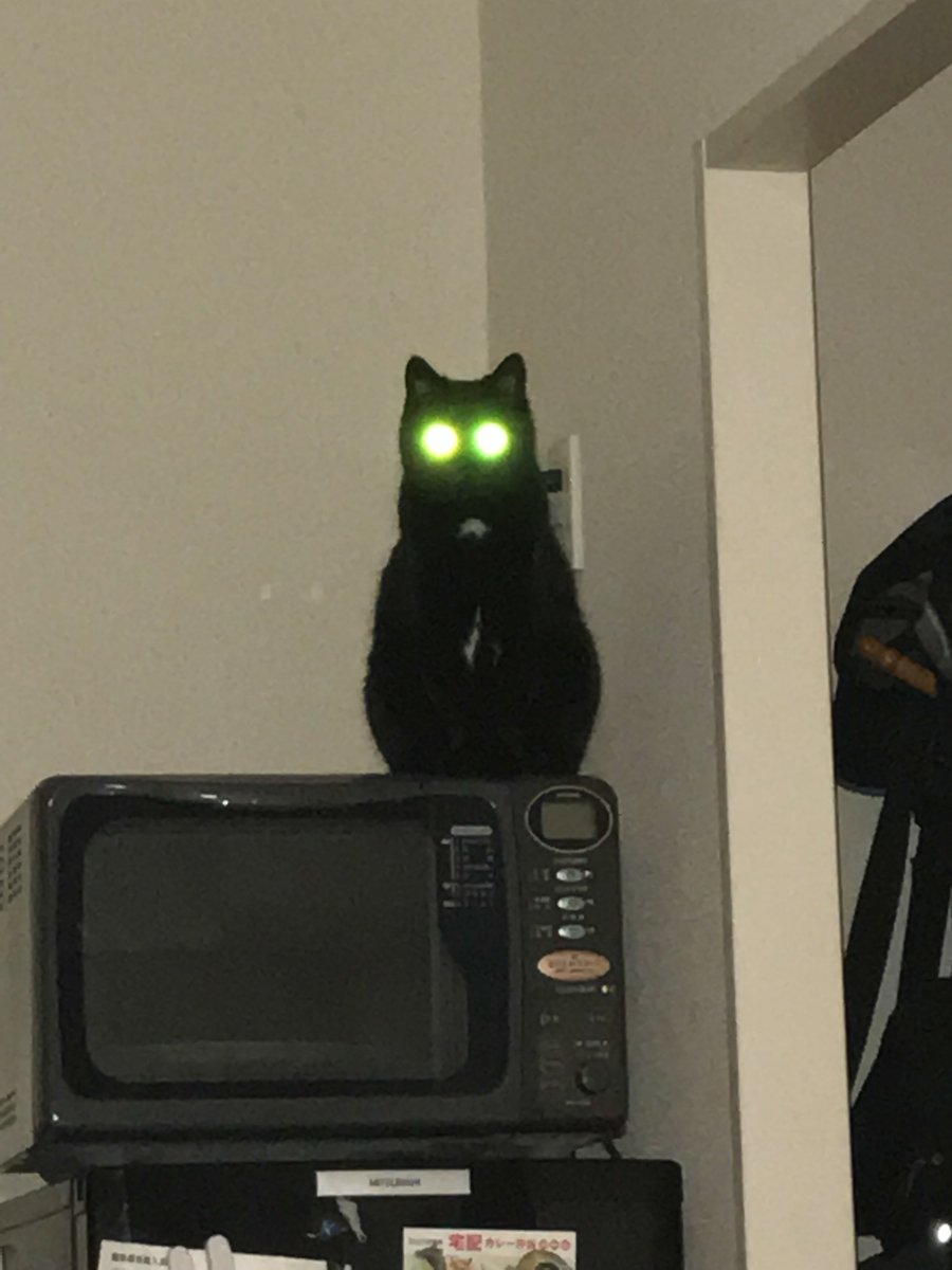 Gd 2ゲームらじお うわ うちの黒猫怖い ネコにフラッシュ撮影はダメだなw T Co Xug1c762ay Twitter