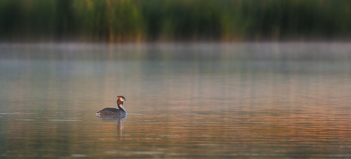Due to unforeseen circumstances the free Bird Walk around Roath Park Lake due to take place on Sunday has been cancelled.  Apologies to anybody hoping to attend.