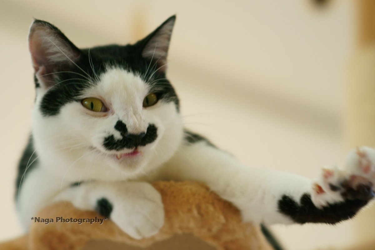 #猫カフェブラン 2017/12
#里親募集 宿命？のライバル、ジェラトーニの卒業により、いい意味？でプッツンしてしまった、ちょび。
#COOLandCUTE #TheArtOfBlanc
#保護猫 #猫部 #猫モフー #カメラ目線猫
#猫 #cat #kitty #kitten #katze #gato #gatto #chat #kat #Кошка
#sony #α9 #猫ポートレイト