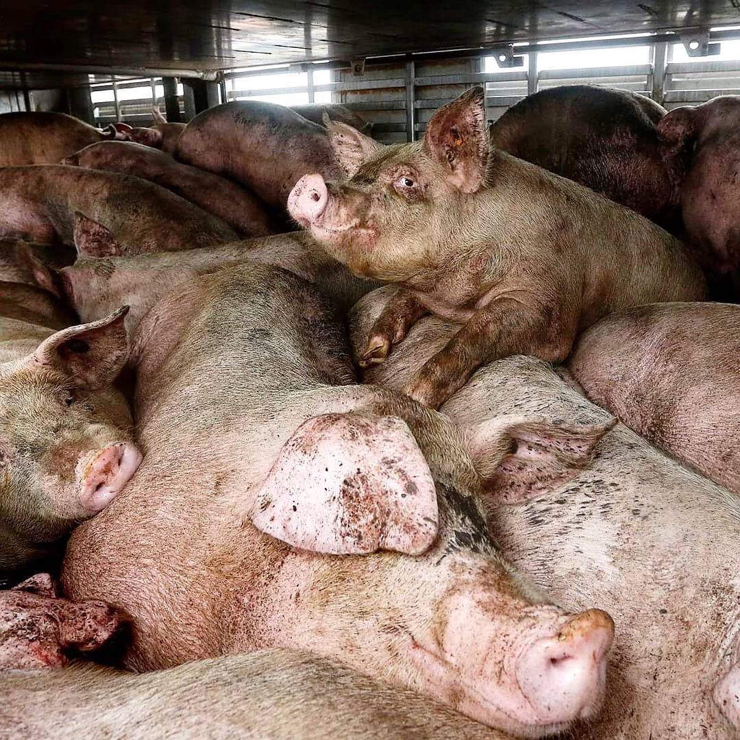 TheHumaneLeague tweet picture