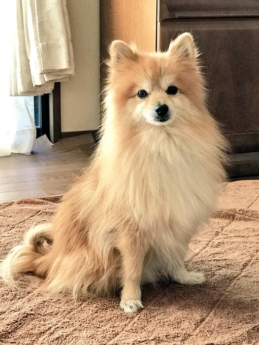 ポメラニアンの柴犬カットの落とし穴 失敗画像でチェック ドッグラバー