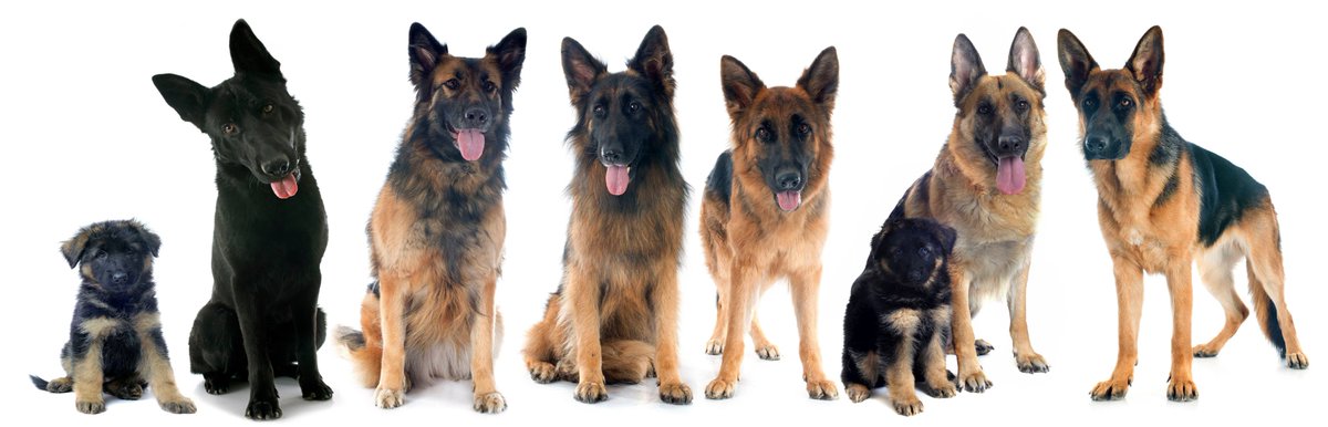 GermanShepherdW's tweet photo. Like us on Facebook! Keep your #GermanShepherd healthy and happy with the latest tips from our team: https://t.co/Zn8cpX3EI7 https://t.co/omdPBifFKp