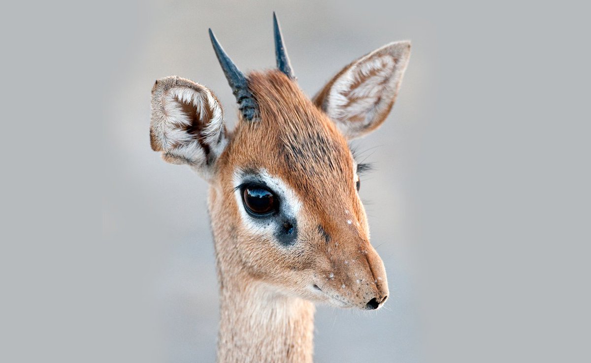 Dear Cis Men: 

Women do not find your unsolicited dick pics sexy or arousing. If you use one in an avi, we like it even less. 

Dik dik pics are okay tho. [EXAMPLE]: