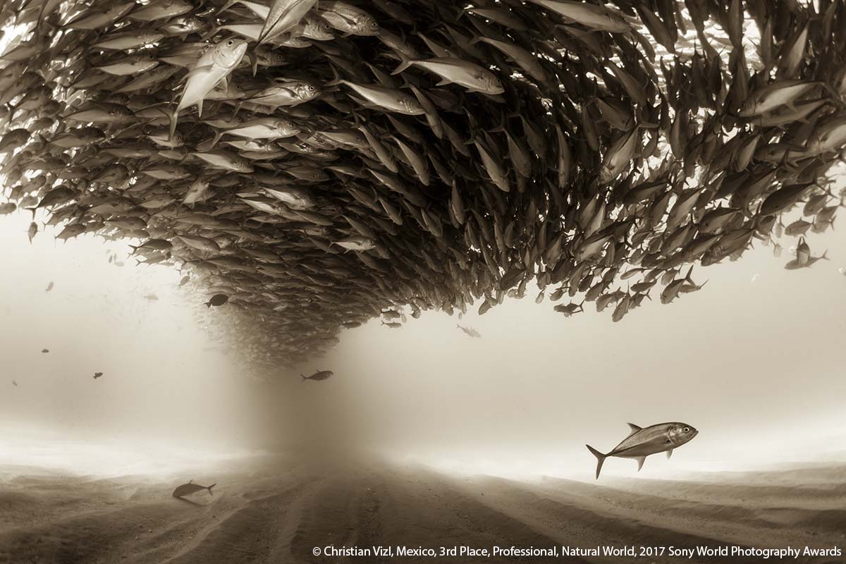 WorldPhotoOrg's tweet photo. 1 week left to enter your best series into the 2018 @Sony World Photography Awards. Get started today: https://t.co/JxVmq8pjDm #SWPA https://t.co/x7HVpz9WFV