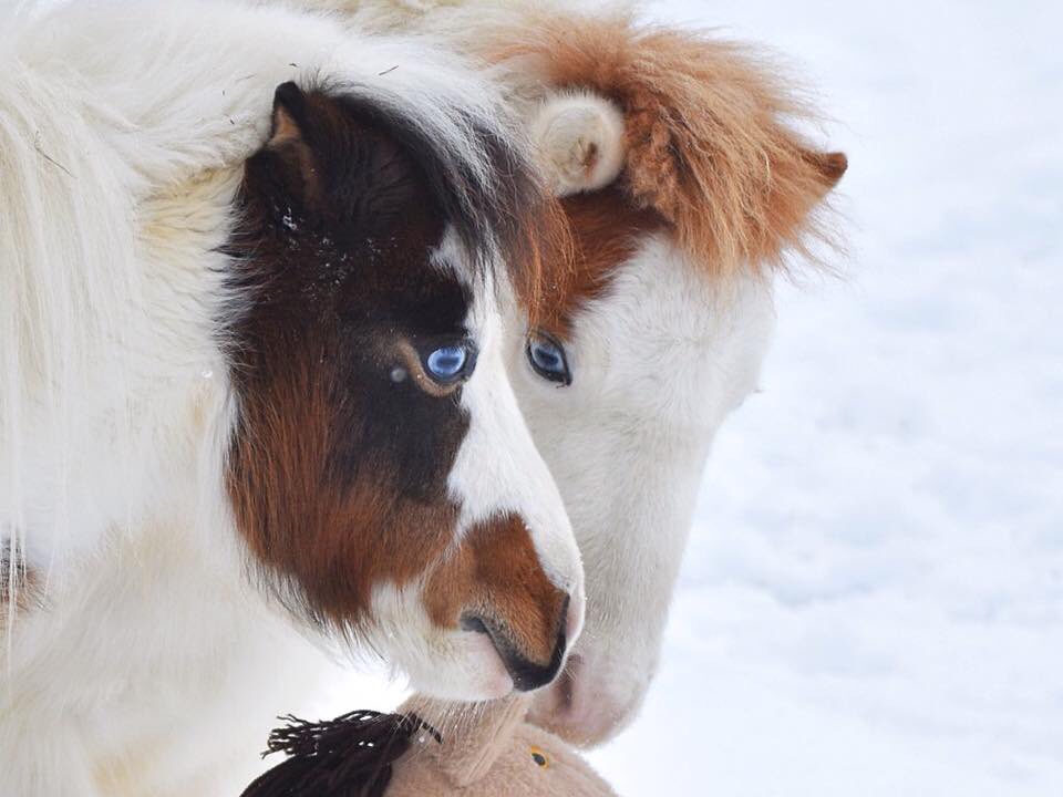 traffordminis's tweet photo. We invite you to follow us at our Facebook page at https://t.co/tFfj7tJL0u :) #minis #miniature #horses #blue-eyes #overos #amaturephotography #winterwonderland #ponyhour https://t.co/O9wdTDiRsX