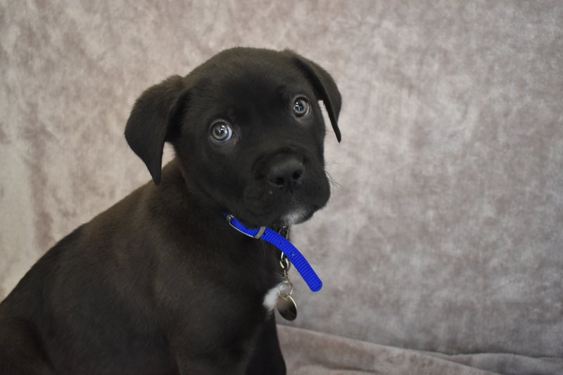 Dogs_Today's tweet photo. Eight-week-old Ronnie was the first dog of to arrive to @BDCH this year. And, to absolutely no one's surprise, he turned out to be an unwanted Christmas gift...

https://t.co/DrkFZQRTID https://t.co/wRn1xMTOzP