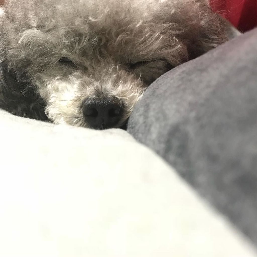 Takeshidoodle's tweet photo. This is how I spent the new year day

#turningjapanese
#プードル
#poodle
#寝正月
#いつも寝てる
#おじいちゃん犬 https://t.co/j0fCcxhPAZ https://t.co/1dj04BqY1w