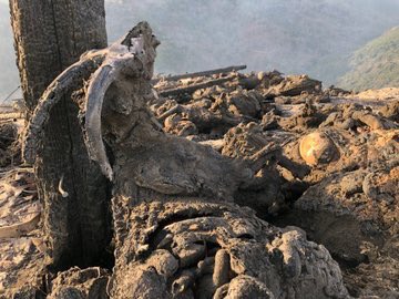 U focu hè a cunsequenza di l’abandonu di a ruralità. I paesi sò vioti, e lenze carche à lamaghje... A vera rivuluzione saria d’ùn lascià more Corsica di l’internu. Ma cumu fà quandu 80% di a pupulazione stà in cità è in u periurbanu ?