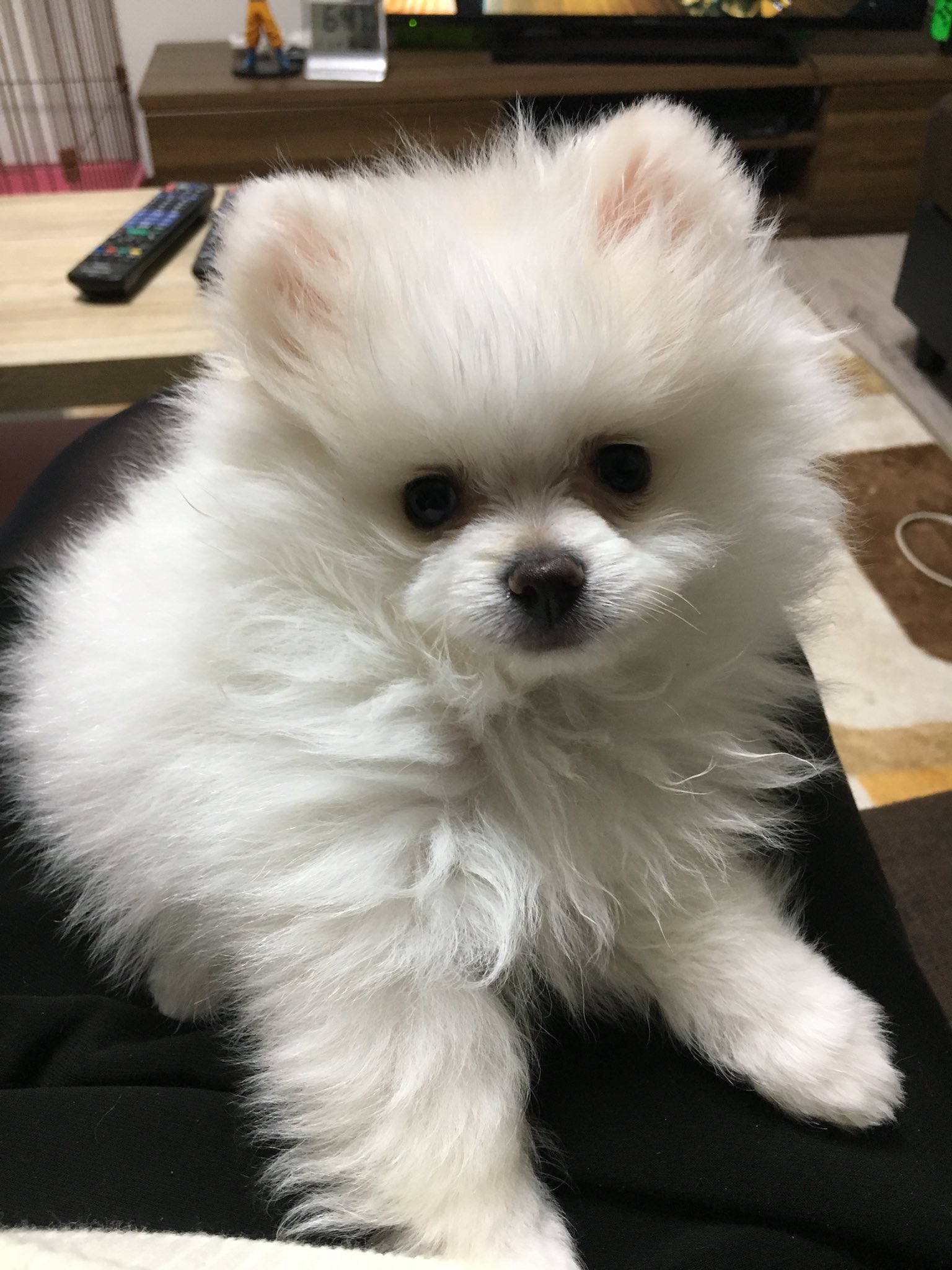 みさき うちのしろまるくん です 可愛すぎる 明日からお留守番させるの辛い 犬好きな人と繋がりたい ポメラニアン しろまる しろちゃん しろたん T Co Cyxkks5etq Twitter みさき うちのしろまるくん です 可愛すぎる 明日からお留守番させるの辛い 犬好きな人と繋がりたい ポメラニアン しろまる しろちゃん しろたん T Co Cyxkks5etq Twitter