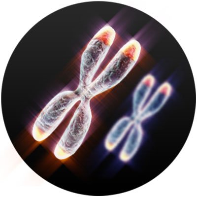 Defytimeglobal's tweet photo. Cells stop duplicating when telomeres become too short. Therefore telomere length is considered to be an excellent biomarker of tissue renewal capacity and, consequently, of organismal aging- https://t.co/67DH1einD6
#defytime #telomere #telomerase #lifespan #health #newyear https://t.co/bxYzg6oN4B